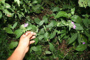  ( - BioBot10855)  @11 [ ] CreativeCommons - Attribution Non-Commercial Share-Alike (2010) Daniel H. Janzen Guanacaste Dry Forest Conservation Fund