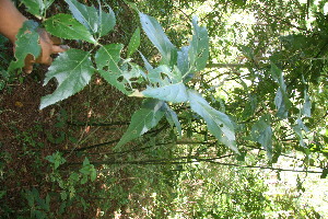  (Critonia morifolia - BioBot10866)  @11 [ ] CreativeCommons - Attribution Non-Commercial Share-Alike (2010) Daniel H. Janzen Guanacaste Dry Forest Conservation Fund