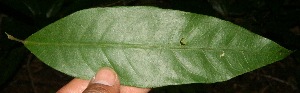  ( - BioBot10871)  @11 [ ] CreativeCommons - Attribution Non-Commercial Share-Alike (2010) Daniel H. Janzen Guanacaste Dry Forest Conservation Fund