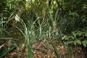  ( - BioBot10891)  @11 [ ] CreativeCommons - Attribution Non-Commercial Share-Alike (2010) Daniel H. Janzen Guanacaste Dry Forest Conservation Fund