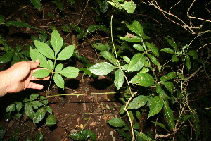  ( - BioBot10899)  @11 [ ] CreativeCommons - Attribution Non-Commercial Share-Alike (2010) Daniel H. Janzen Guanacaste Dry Forest Conservation Fund