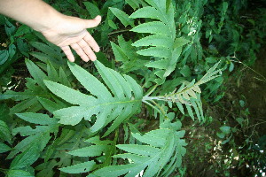  ( - BioBot10901)  @11 [ ] CreativeCommons - Attribution Non-Commercial Share-Alike (2010) Daniel H. Janzen Guanacaste Dry Forest Conservation Fund