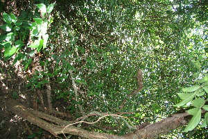  ( - BioBot10943)  @11 [ ] CreativeCommons - Attribution Non-Commercial Share-Alike (2010) Daniel H. Janzen Guanacaste Dry Forest Conservation Fund