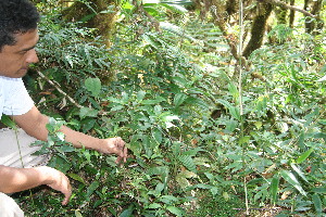  ( - BioBot10976)  @11 [ ] CreativeCommons - Attribution Non-Commercial Share-Alike (2010) Daniel H. Janzen Guanacaste Dry Forest Conservation Fund