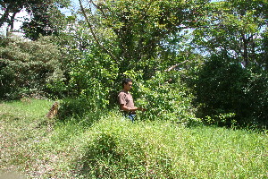  (Tournefortia bicolor - BioBot11004)  @11 [ ] CreativeCommons - Attribution Non-Commercial Share-Alike (2010) Daniel H. Janzen Guanacaste Dry Forest Conservation Fund