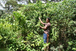  ( - BioBot11005)  @11 [ ] CreativeCommons - Attribution Non-Commercial Share-Alike (2010) Daniel H. Janzen Guanacaste Dry Forest Conservation Fund