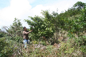  ( - BioBot11030)  @11 [ ] CreativeCommons - Attribution Non-Commercial Share-Alike (2010) Daniel H. Janzen Guanacaste Dry Forest Conservation Fund