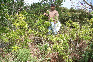  ( - BioBot11031)  @11 [ ] CreativeCommons - Attribution Non-Commercial Share-Alike (2010) Daniel H. Janzen Guanacaste Dry Forest Conservation Fund