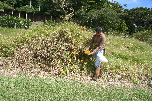  ( - BioBot11035)  @11 [ ] CreativeCommons - Attribution Non-Commercial Share-Alike (2010) Daniel H. Janzen Guanacaste Dry Forest Conservation Fund