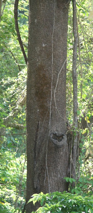  ( - BioBot11063)  @11 [ ] CreativeCommons - Attribution Non-Commercial Share-Alike (2010) Daniel H. Janzen Guanacaste Dry Forest Conservation Fund