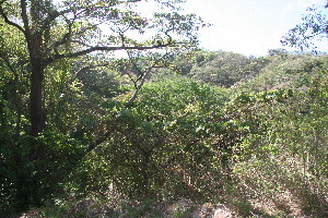  ( - BioBot11063)  @11 [ ] CreativeCommons - Attribution Non-Commercial Share-Alike (2010) Daniel H. Janzen Guanacaste Dry Forest Conservation Fund