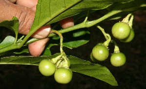  (Solanum rovirosanum - BioBot11065)  @11 [ ] CreativeCommons - Attribution Non-Commercial Share-Alike (2010) Daniel H. Janzen Guanacaste Dry Forest Conservation Fund