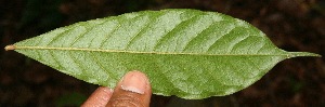  (Hirtella triandra - BioBot11103)  @11 [ ] CreativeCommons - Attribution Non-Commercial Share-Alike (2010) Daniel H. Janzen Guanacaste Dry Forest Conservation Fund