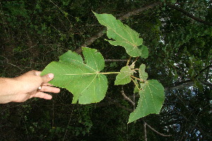  ( - BioBot11107)  @11 [ ] CreativeCommons - Attribution Non-Commercial Share-Alike (2010) Daniel H. Janzen Guanacaste Dry Forest Conservation Fund