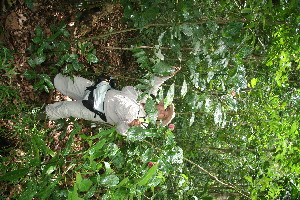  ( - BioBot11110)  @11 [ ] CreativeCommons - Attribution Non-Commercial Share-Alike (2010) Daniel H. Janzen Guanacaste Dry Forest Conservation Fund