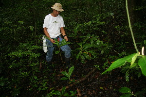  ( - BioBot11184)  @11 [ ] CreativeCommons - Attribution Non-Commercial Share-Alike (2010) Daniel H. Janzen Guanacaste Dry Forest Conservation Fund