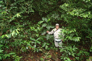  ( - BioBot11214)  @11 [ ] CreativeCommons - Attribution Non-Commercial Share-Alike (2010) Daniel H. Janzen Guanacaste Dry Forest Conservation Fund