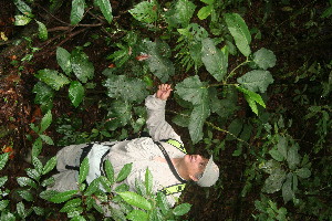  ( - BioBot11214)  @11 [ ] CreativeCommons - Attribution Non-Commercial Share-Alike (2010) Daniel H. Janzen Guanacaste Dry Forest Conservation Fund