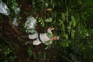  ( - BioBot11216)  @11 [ ] CreativeCommons - Attribution Non-Commercial Share-Alike (2010) Daniel H. Janzen Guanacaste Dry Forest Conservation Fund