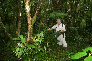  (Renealmia cernua - BioBot11224)  @11 [ ] CreativeCommons - Attribution Non-Commercial Share-Alike (2010) Daniel H. Janzen Guanacaste Dry Forest Conservation Fund