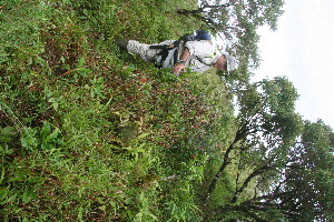  (Calliandra brenesii - BioBot11227)  @11 [ ] CreativeCommons - Attribution Non-Commercial Share-Alike (2010) Daniel H. Janzen Guanacaste Dry Forest Conservation Fund