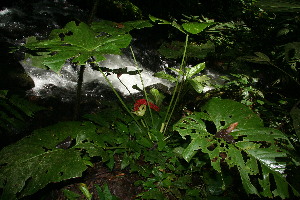  (Anthurium ravenii - BioBot11242)  @11 [ ] CreativeCommons - Attribution Non-Commercial Share-Alike (2010) Daniel H. Janzen Guanacaste Dry Forest Conservation Fund