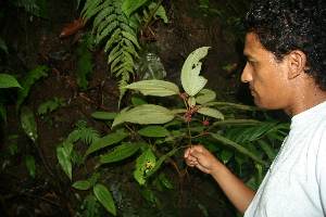  ( - BioBot11245)  @11 [ ] CreativeCommons - Attribution Non-Commercial Share-Alike (2010) Daniel H. Janzen Guanacaste Dry Forest Conservation Fund