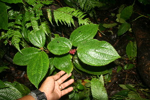  ( - BioBot11246)  @11 [ ] CreativeCommons - Attribution Non-Commercial Share-Alike (2010) Daniel H. Janzen Guanacaste Dry Forest Conservation Fund