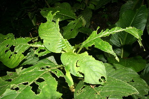  ( - BioBot11251)  @11 [ ] CreativeCommons - Attribution Non-Commercial Share-Alike (2010) Daniel H. Janzen Guanacaste Dry Forest Conservation Fund