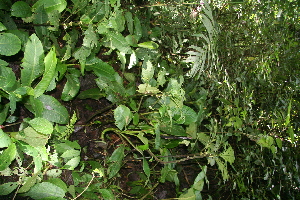  ( - BioBot11252)  @11 [ ] CreativeCommons - Attribution Non-Commercial Share-Alike (2010) Daniel H. Janzen Guanacaste Dry Forest Conservation Fund