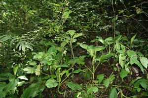  ( - BioBot11253)  @11 [ ] CreativeCommons - Attribution Non-Commercial Share-Alike (2010) Daniel H. Janzen Guanacaste Dry Forest Conservation Fund