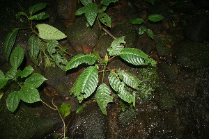  (Hoffmannia liesneriana - BioBot11255)  @11 [ ] CreativeCommons - Attribution Non-Commercial Share-Alike (2010) Daniel H. Janzen Guanacaste Dry Forest Conservation Fund