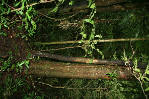  ( - BioBot11278)  @11 [ ] CreativeCommons - Attribution Non-Commercial Share-Alike (2010) Daniel H. Janzen Guanacaste Dry Forest Conservation Fund