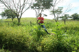  ( - BioBot11300)  @11 [ ] CreativeCommons - Attribution Non-Commercial Share-Alike (2010) Daniel H. Janzen Guanacaste Dry Forest Conservation Fund