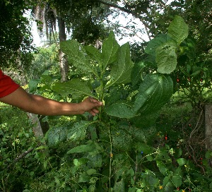  (Jaltomata repandidentata - BioBot11301)  @11 [ ] CreativeCommons - Attribution Non-Commercial Share-Alike (2010) Daniel H. Janzen Guanacaste Dry Forest Conservation Fund