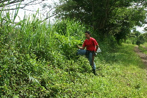  ( - BioBot11305)  @11 [ ] CreativeCommons - Attribution Non-Commercial Share-Alike (2010) Daniel H. Janzen Guanacaste Dry Forest Conservation Fund