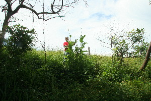  ( - BioBot11307)  @11 [ ] CreativeCommons - Attribution Non-Commercial Share-Alike (2010) Daniel H. Janzen Guanacaste Dry Forest Conservation Fund