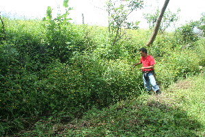  ( - BioBot11308)  @11 [ ] CreativeCommons - Attribution Non-Commercial Share-Alike (2010) Daniel H. Janzen Guanacaste Dry Forest Conservation Fund