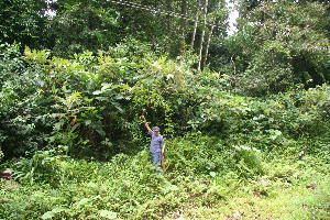  ( - BioBot11311)  @11 [ ] CreativeCommons - Attribution Non-Commercial Share-Alike (2010) Daniel H. Janzen Guanacaste Dry Forest Conservation Fund