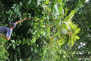  ( - BioBot11311)  @11 [ ] CreativeCommons - Attribution Non-Commercial Share-Alike (2010) Daniel H. Janzen Guanacaste Dry Forest Conservation Fund