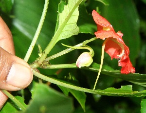  ( - BioBot11315)  @11 [ ] CreativeCommons - Attribution Non-Commercial Share-Alike (2010) Daniel H. Janzen Guanacaste Dry Forest Conservation Fund