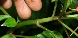  ( - BioBot11315)  @11 [ ] CreativeCommons - Attribution Non-Commercial Share-Alike (2010) Daniel H. Janzen Guanacaste Dry Forest Conservation Fund