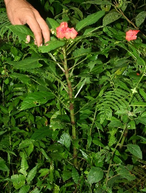  ( - BioBot11316)  @11 [ ] CreativeCommons - Attribution Non-Commercial Share-Alike (2010) Daniel H. Janzen Guanacaste Dry Forest Conservation Fund