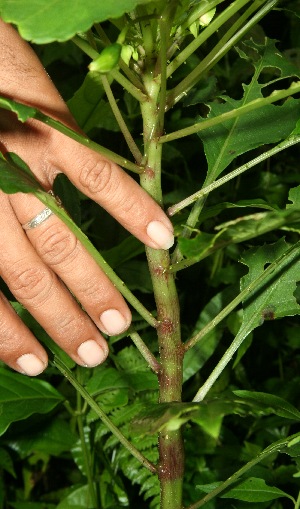  ( - BioBot11316)  @11 [ ] CreativeCommons - Attribution Non-Commercial Share-Alike (2010) Daniel H. Janzen Guanacaste Dry Forest Conservation Fund