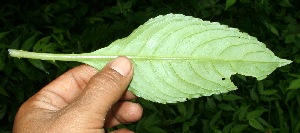  ( - BioBot11316)  @11 [ ] CreativeCommons - Attribution Non-Commercial Share-Alike (2010) Daniel H. Janzen Guanacaste Dry Forest Conservation Fund