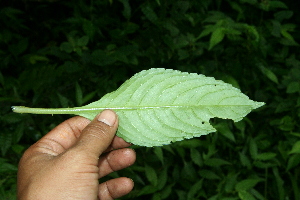  ( - BioBot11316)  @11 [ ] CreativeCommons - Attribution Non-Commercial Share-Alike (2010) Daniel H. Janzen Guanacaste Dry Forest Conservation Fund