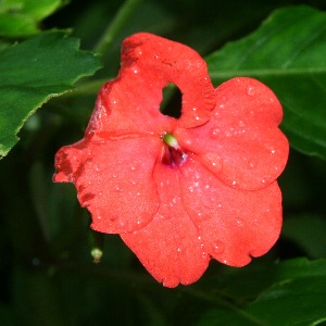  ( - BioBot11316)  @11 [ ] CreativeCommons - Attribution Non-Commercial Share-Alike (2010) Daniel H. Janzen Guanacaste Dry Forest Conservation Fund
