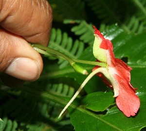  ( - BioBot11316)  @11 [ ] CreativeCommons - Attribution Non-Commercial Share-Alike (2010) Daniel H. Janzen Guanacaste Dry Forest Conservation Fund