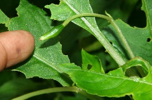  ( - BioBot11316)  @11 [ ] CreativeCommons - Attribution Non-Commercial Share-Alike (2010) Daniel H. Janzen Guanacaste Dry Forest Conservation Fund