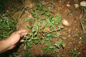  ( - BioBot11342)  @11 [ ] CreativeCommons - Attribution Non-Commercial Share-Alike (2010) Daniel H. Janzen Guanacaste Dry Forest Conservation Fund